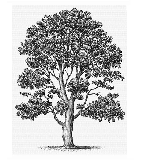 The Tree Illustration Collection By Steven Noble On Behance Tree