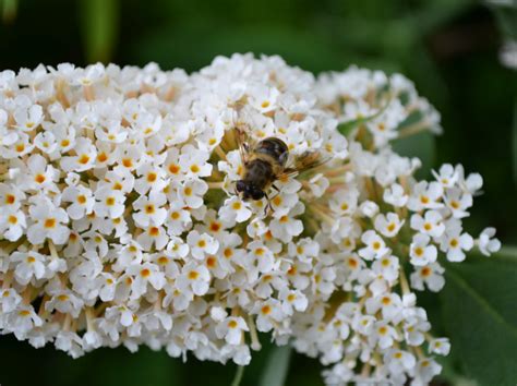 WHITE BUTTERFLY BUSH Buddleja Buddleia davidii alba – Ferri Seeds