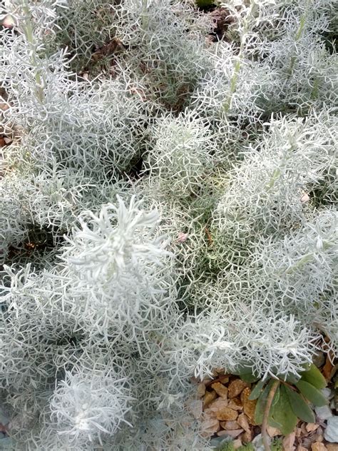 Silver Foliage Plants : The 12 Best Silver Plants For Your Yard Costa ...