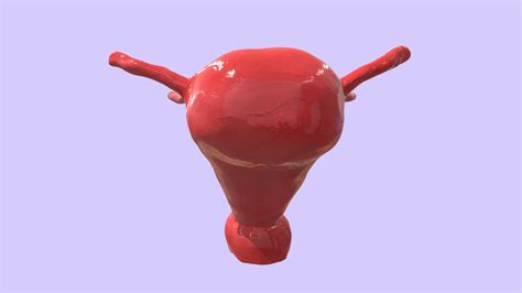 Uterus Vagina Download Free 3d Model By Stephaniie 5577c5c