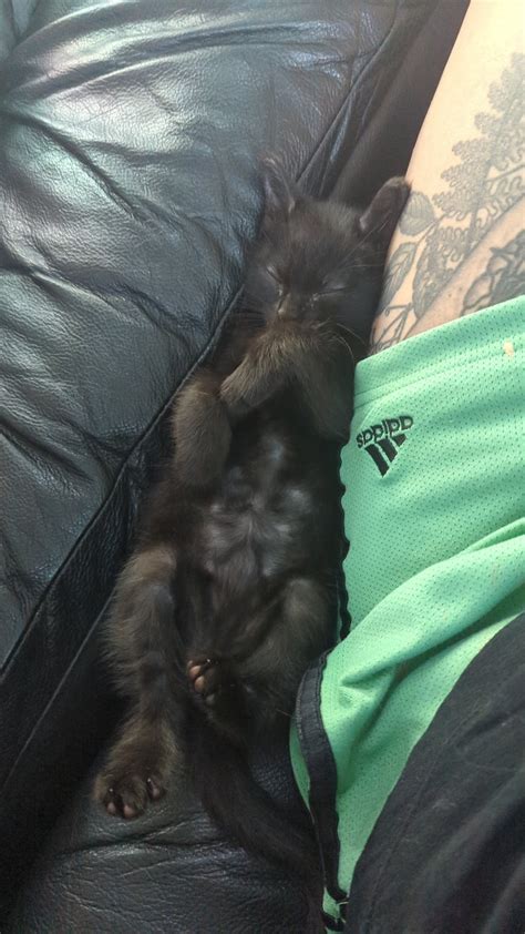 Marie from age 10 weeks to 16 weeks! : r/kittens