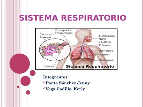 Ppt Sistema Respira Dokumen Tips