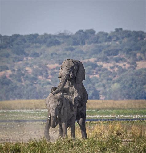 How Do Elephants Mate