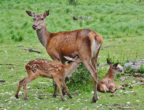 Penn State Deer Forest Study