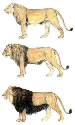 Barbary Lion Vs African Lion Size