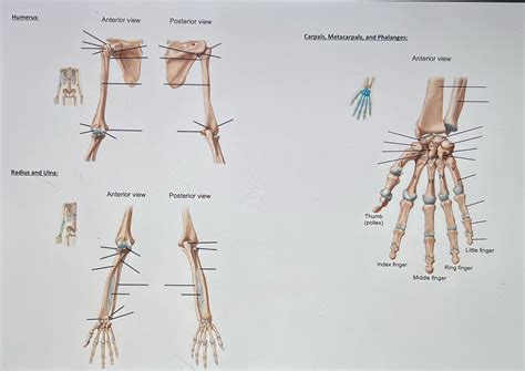 [solved] Need Help Labeling Humerus Anterior View Posterior View Carpals Course Hero