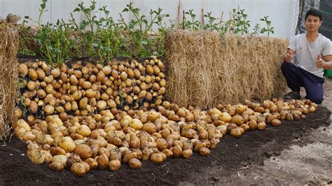 Double Productivity I Wish I Knew This Tip For Growing Potatoes At Home Sooner Many Big Tubers