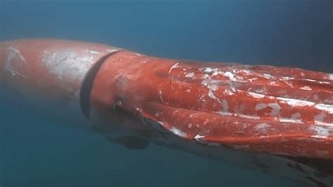 Giant Squid Captured On Camera In Japanese Bay Swimming Alongside