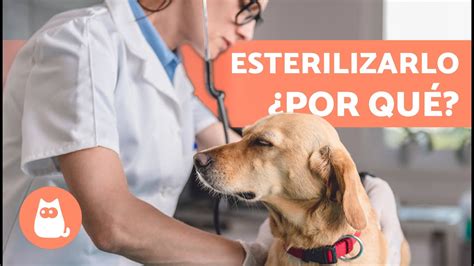 10 VENTAJAS de CASTRAR a un PERRO Por qué ESTERILIZAR a un PERRO