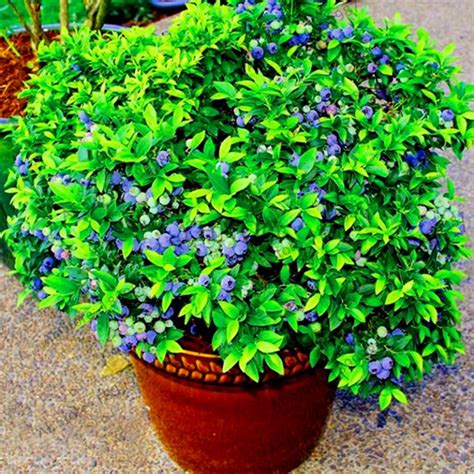 100pcs Organic Blueberry Seeds For Cultivation - BestSeedsOnline.com ...