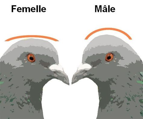 Reconnaitre Le Sexe Des Pigeons Poulailler Bio Pigeon Oiseaux