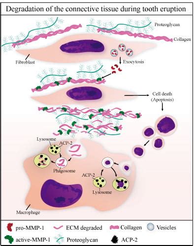 Cells Special Issue Extracellular Matrix Remodeling