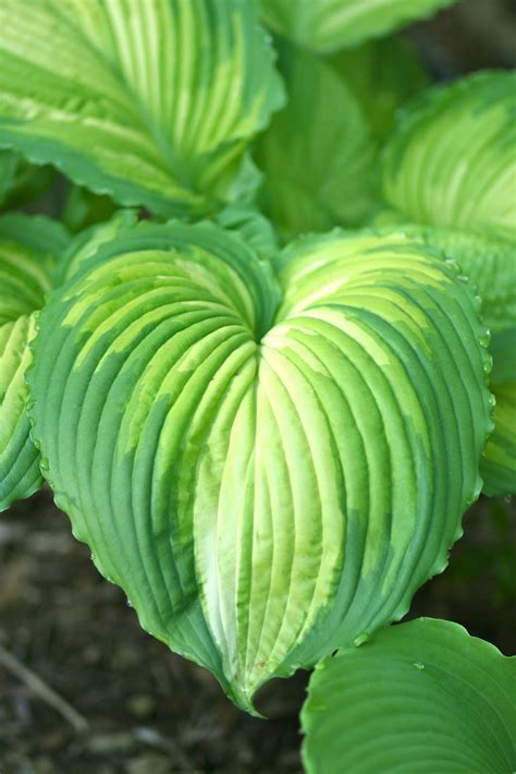 Cheesehead Gardening: Hosta 'War Paint'