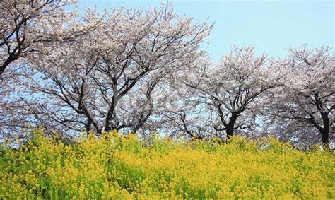 堤防にて桜と菜の花の競演 No 26953301｜写真素材なら「写真ac」無料（フリー）ダウンロードok