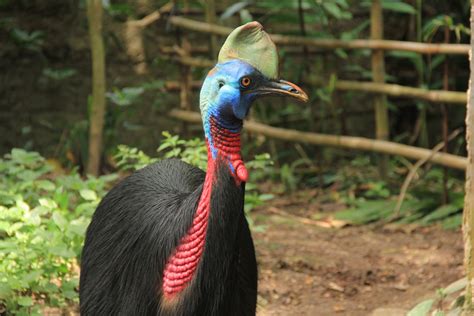 Fakta Unik Burung Kasuari Taman Safari Bali