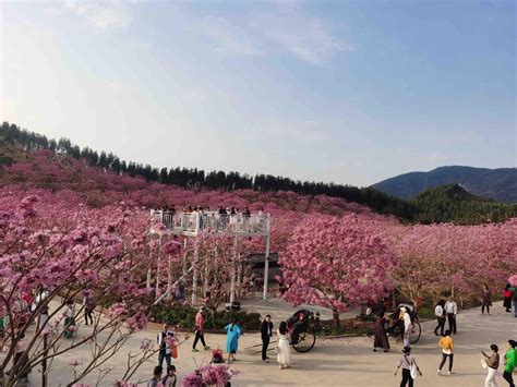 江门新会600多亩紫粉色花海成网红打卡点 新会 花海 打卡 新浪新闻