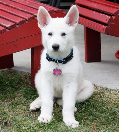 White German Shepherd pup! I Remember when Max was this small | White ...