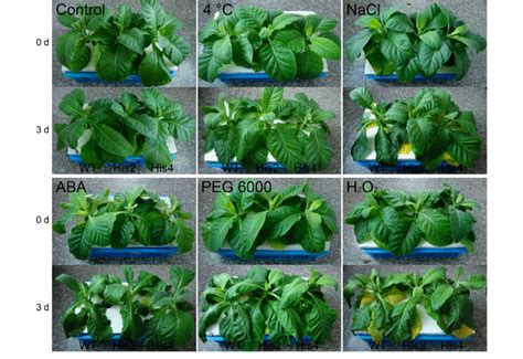 Phenotypic Differences Between Transgenic His2 And His4 And Wt Download Scientific Diagram