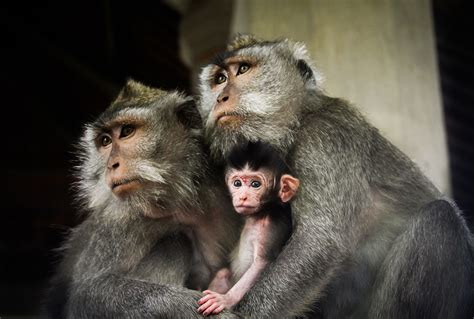 The Bioethics Of The First Human Monkey Hybrid Embryo Playlists Iptv