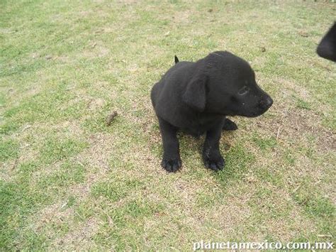 Vendo Hermosos Cachorros Labrador Color Negro ¡te Encantaran En Toluca