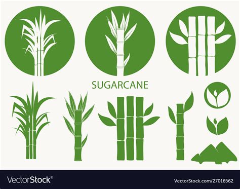 Sugar Cane Set Cane Plant Sugarcane Harvest Vector Image