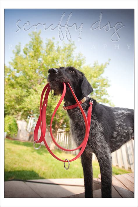 tough collars for tough dogs with FREE tags! ~ {cool dog products} » scruffy dog photography ...