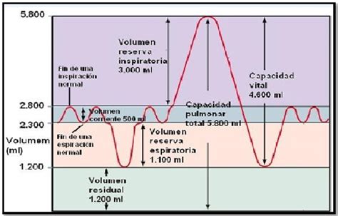 Fisiologia Pulmonar Vol Menes Y Capacidades Pulmonares