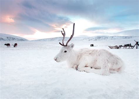 Rare White Reindeer Calf Photographed In Norway