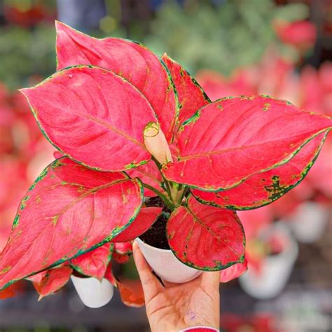 Jual BISA COD Flash Sale Tanaman Aglaonema Red Anjamani Cantik