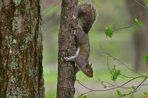 200 Squirrel Climbing Down Tree Stock Photos Pictures And Royalty Free