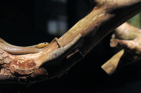 Premium Photo Asiatic Water Snake Water Tiger Snake Is Endemic To