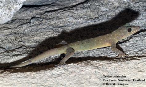 Gekko Petricolus The Reptile Database