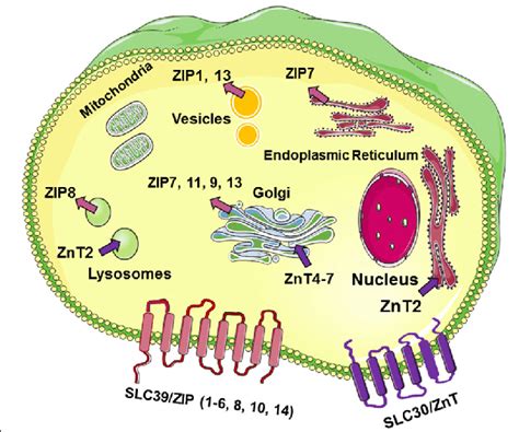 Cellular And Subcellular Localization Of Zinc Transporters Zip And Znt