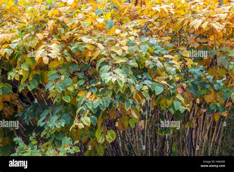 Japanese Knotweed Fallopia Japonica Reynoutria Japonica Autumn