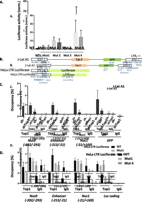 Top1 Dependent Repression Of Hiv 1 Ltr Promoter Activity Requires Ltr