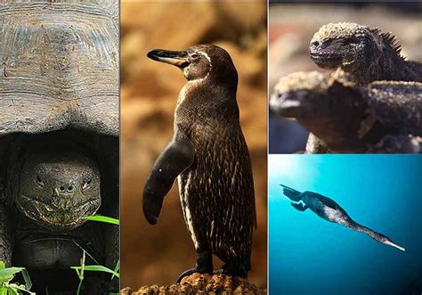 Galápagos Conservation Success Stories: Protecting Endangered Species ...