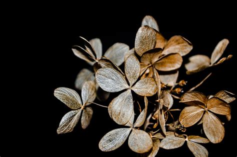 Banco De Imagens árvore Ramo Plantar Folha Flor Pétala Botânica