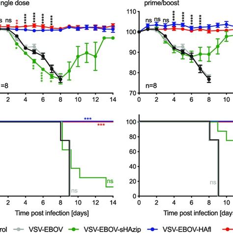 Design And In Vitro Characterization Of Vsv Vectors A Schematic