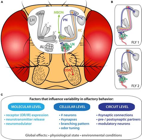 Inter Individual Variability Of Olfactory Circuits In Drosophila