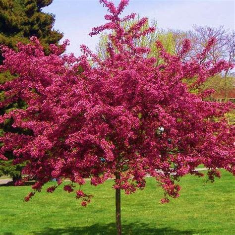 Crataegus Laevigata Paul S Scarlet Piros Vir G Galagonya Florapont