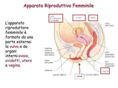 Ppt La Riproduzione E Lapparato Riproduttivo Umano Powerpoint Presentation Id5295777