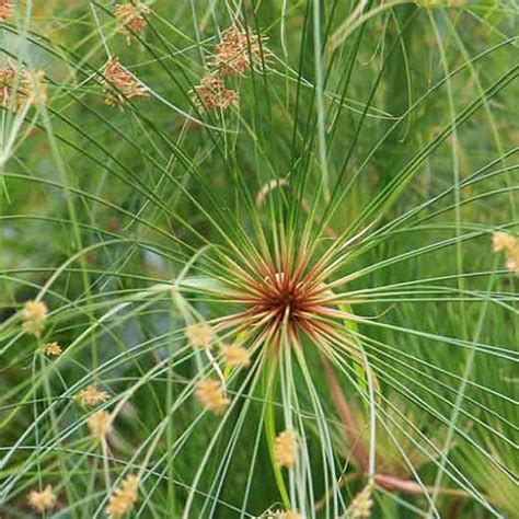 Giant Papyrus Shallow Water Plant - Chalily Ponds & Gardens