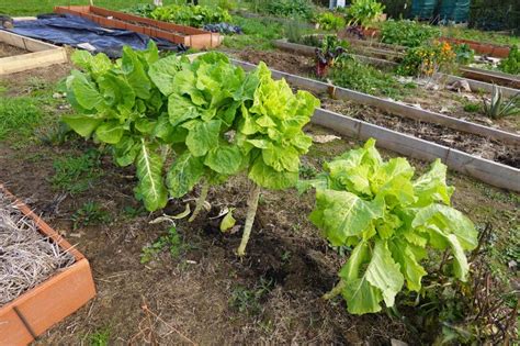 Row Of Green Leafy Lettuce Plants In Garden Stock Photo Image Of