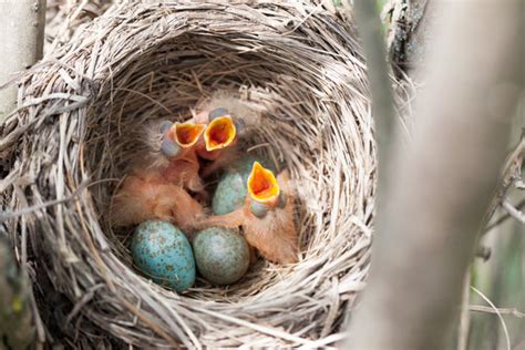 Baby Birds Hatching From Eggs