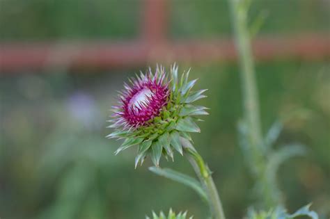 Thistle Purple Flower Free Photo On Pixabay