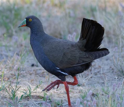 Bird of the month: Black-tailed Native Hen – Connecting Country