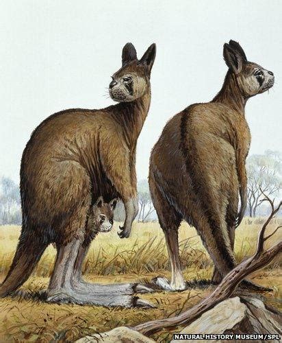 Giant Kangaroos Walked On Two Feet Bbc News