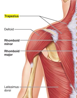 Muscles Shoulder Movement Flashcards Quizlet