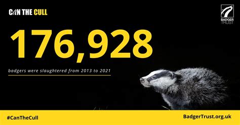 Intensive Badger Cull Marks 10th Consecutive Year Of Failed Policy