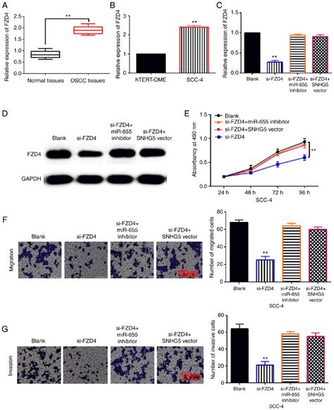 FZD4 Regulates OSCC Development By Interacting With SNHG5 MiR 655 3p